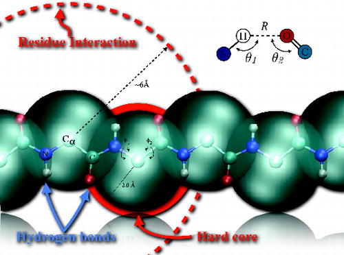 Figure 1. Real-space representation of the five-atoms (N blue, O red, C and C α light blue and H in white) backbone of the Caterpillar model. The large blue spheres represent the self-avoidance volume that have a radius R HC = 2.0 Å of the C α atoms, while the interaction sphere radius of each residue is represented by the large dashed circle of radius 6 Å(see Equation (Equation2(2) Eijrij=ϵijΓ(rij)=ϵij11+e-r max -rij/W,(2) ) in Methods). The hydogen bond betwen the H and O atoms interact through a generlised 10–12 Lennard-Jones potential tuned with a quadratic orientation term that selects for the alignment of the C, H, O, and N atoms involved in a bond (see top right inset and Equation (Equation1(1) EH=-ϵHcosθ1cosθ2ν×5σr OH 12-6σr OH 10,(1) )). The backbone fluctuates only around the torsional angles φ1 and φ2.