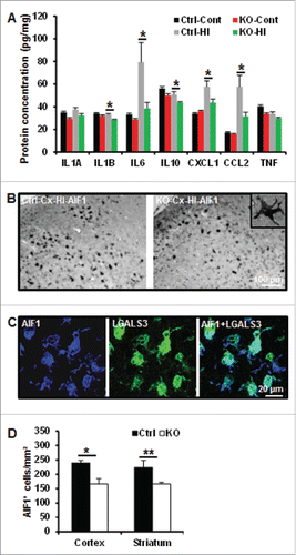 Figure 7. Neuronal Atg7 deficiency attenuated hypoxia-ischemia-induced cytokine and chemokine expression and microglial activation. (A) Luminex assay of the cytosolic fraction of nonischemic (Cont) (n = 9 for Ctrl and n = 7 for atg7 KO) and for hypoxic-ischemic cortical tissue 24 h after HI (n = 9 for Ctrl and n = 7 for atg7 KO) demonstrated a decreased IL6, CXCL1, CCL2 and IL1B in KO mice. (B) Representative AIF1 immunostaining in the cortex of both Ctrl and atg7 KO mice 24 h after HI. (C) Double labeling of AIF1 and activated microglia marker galectin-3 (LGALS3) in the HI cortex. (D) Quantification of the number of AIF1-positive cells in both the cortex (*, P<0.05) and the striatum (**, P<0.01) confirmed a less pronounced microglia activation in KO mice. (n = 11/group). KO: atg7 KO (Atg7flox/flox; Nes-Cre) and Ctrl: Atg7flox/+; Nes-Cre.