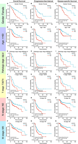 Figure 8 Distinct clinical outcomes based on MARCKS expression in hepatocellular carcinomas (HCCs) patient subgroups. Kaplan–Meier analysis showing the comparison of overall survival (A, D, G, J, M and P), progression-free survival (B, E, H, K, N and Q), and disease-specific survival (C, F, I, L, O and R) between high- and low-MARCKS expression groups in several HCCs patient subgroups, including male gender (A–C), age below 60 years (D–F), pathologic stage II–IV (G–I), T stages T1–T2 (J–L), N stage (M–O) and M stage (P–R).