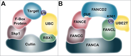 Figure 2. Comparison of the SCF multi-subunit ubiquitin ligase protein complex and the FA core complex. (A) The Skp1/Cullin/F-box protein (SCF) complex includes the Cullin protein, which acts as a scaffold to bridge the catalytic E3 ubiquitin ligase RBX1 to the adaptor protein Skp1, and the F-box protein.Citation59 The F-box protein recognizes and recruits the target protein for ubiquitination by the E2 ubiquitin-conjugating enzyme, UBC. (B) We propose that the FANCA protein is structurally analogous to Cullin, and may link the E3 ubiquitin ligase FANCL with the putative adaptor protein FANCC. FANCC has been shown to interact with both FANCA and FANCE, indicating that it may function analogously to Skp1.Citation61 FANCE may be analogous to the F-box protein. FANCE is known to interact directly with FANCD2 and may facilitate its monoubiquitination of FANCL and UBE2T.Citation62