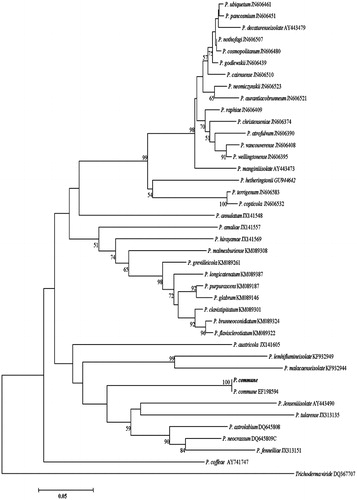Figure 5. Phylogenetic tree for P. commune and related species based on neighbor-joining analysis of partial calmodulin gene region sequence using MEGA 5.0. The numbers at the nodes indicate the bootstrap support calculated for 1,000 repetitions. The scale bar indicates 0.05 substitutions per nucleotide position, outgroup is Trichoderma viride.