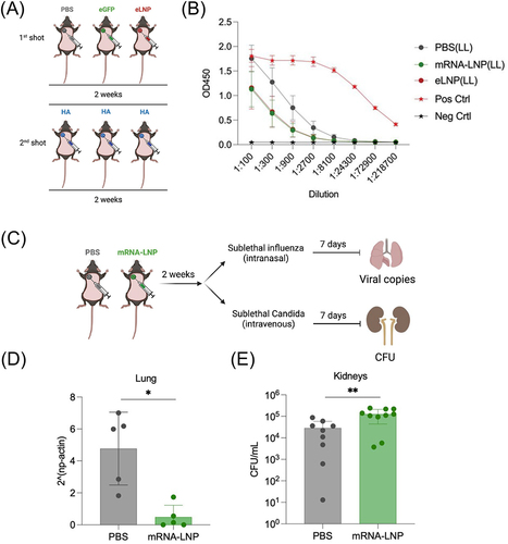 Figure 6. Influences of iLNP pre-injection on later innate and adaptive immune responses. (A-B) iLNP loading non-antigen mRNA (eGFP), empty iLNP (eLNP), or PBS was intradermally injected. Two weeks later, iLNP loading hemagglutinin (HA) was injected, followed by the evaluation of vaccination effects 2 weeks after the vaccination. (a) Experimental scheme. (b) HA-specific antibody production. (c-e) Two weeks after injection of iLNP loading non-antigen mRNA, mice were challenged with influenza virus or Candida albicans. (c) Experimental scheme. (d, e) viral load after the challenge with influenza virus (d) and Candida albicans (e). Reproduced from [Citation113] under a creative commons attribution license (CC BY). Copyright © 2021 Qin et al.