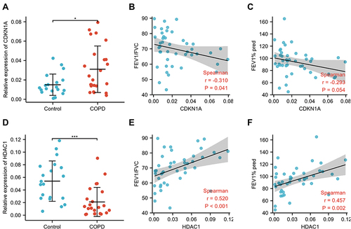 Figure 10 Verification of CDKN1A and HDAC1 in PBMCs and correlation analysis between hub genes and lung function. (A) The mRNA levels of CDKN1A in the PBMCs of COPD and healthy control samples. Correlation analysis between CDKN1A and FEV1/FVC (B) and FEV1% pred (C). (D) Differential expression of HDAC1 between the PBMCs of COPD and healthy control samples. Spearman analysis between HDAC1 and FEV1/FVC (E) and FEV1% pred (F). *p<0.050, ***p<0.001.