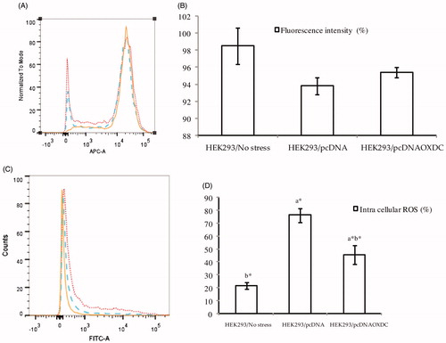 Figure 2. (A, B) – Histogram and bar diagram representation of mitochondrial membrane potential in HEK293/pcDNA and HEK/pcDNAOXDC cells following exposure to oxalate (750 μM) for 18 h. (C, D) – Histogram representation and bar diagram of oxalate on ROS production in HEK293/pcDNA and HEK/pcDNAOXDC cells. Each experiment was repeated a minimum of three independent times. Continuous line – HEK293/pcDNA (No stress); Dotted line – HEK293/pcDNA (Oxalate stress); Dashed line – HEK293/pcDNAOXDC (Oxalate stress). a* – significant difference from HEK293/pcDNA cells without oxalate stress. b* – significant difference from HEK293/pcDNA cells with oxalate stress. Values are statistically significant at p < 0.05.