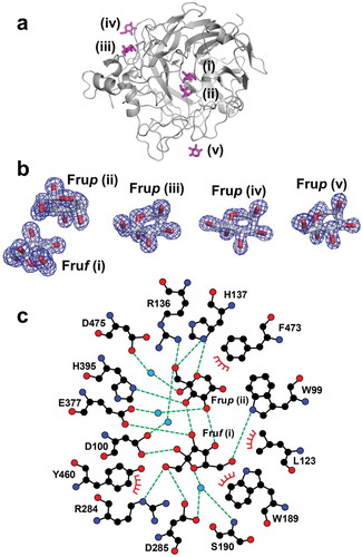 Figure 4. Fru-bound structure of BiBftA ΔAΔC. (a) The positions of five Fru molecules, Fruf (i), Frup (ii), Frup (iii), Frup (iv), and Frup (v) in BiBftA ΔAΔC are shown in magenta. (b) |Fo|-|Fc| omit maps contoured at 3 σ. (c) Schematic of the amino acid residues interacting with Fruf (i) and Frup (ii). Colors: black circle, carbon atom; blue circle, nitrogen atom; red circle, oxygen atom; cyan circle, water molecule; green dashed line, hydrogen bond; red crown, hydrophobic interaction