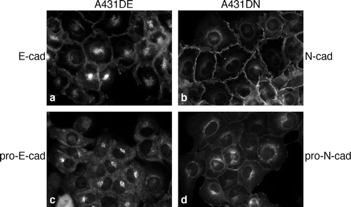 Figure 4.  Localization of pro-cadherins in A431DE and A431DN cells. Cells grown on glass coverslips were fixed and stained for immunofluorescence with HECD-1 anti-E-cadherin monoclonal antibody (a), anti-pro-E-cadherin antiserum (c), 13A9 anti-N-cadherin monoclonal antibody (b), or 10A10 anti-pro-N-cadherin monoclonal antibody (d).