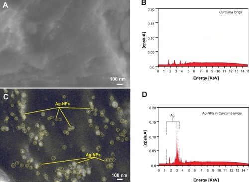 Figure 6 Scanning electron microscopy image and energy-dispersive X-ray fluorescence spectrometry spectra of Curcuma longa (A and B) and silver/C. longa (C and D) formation after 24 hours of stirring.Abbreviation: Ag-NPs, silver nanoparticles.