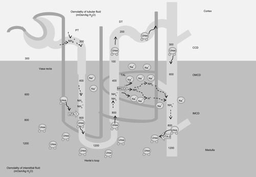 Figure 2 Mechanism of urine concentration.