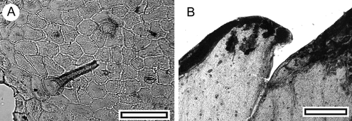 Fig. 18 Angiosperm Parataxon CUT-Z-GEF. A, TLM view of abaxial surface showing single persistent trichome (SL5755, scale = 50 μm); B, TLM view of marginal tooth (SL5777, scale = 0.5 mm).