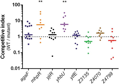 Figure 4. Impact of ivi gene deletion on the fitness of EDL933. Competition assays were performed by co-infecting mice with an equal mixture of EDL933 WT (SmR) and the indicated ivi gene mutant (SmR KanR). Eight days post-infection, faeces were sampled, homogenized in PBS, diluted and spotted on LB + Sm plates and LB + Sm + Kan plates to count, respectively, WT + ivi mutant and ivi mutant alone. The WT population was obtained by subtracting ivi mutant CFU from total EHEC CFU. Competitive indices (ratio WT/mutant) were calculated for each animal. Each dot represents one mouse and lines represent median values. Differences between each group and the control group agaF were analyzed by ANOVA with Fisher’s LSD test (** P < 0.01).