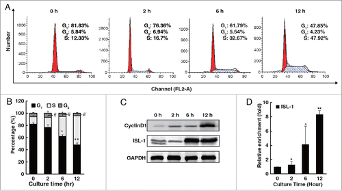 Figure 1. The expression pattern of ISL-1 was parallel to that of CyclinD1 during the cell cycle. (A, B) Flow cytometry assays were performed to analyze the cell cycle distribution of HIT-T15 cells at appropriate time-points after serum starvation for 48 h. (C) HIT-T15 cells were harvested at the indicated time-points after serum starvation for 48 h and subjected to Western blotting analysis. (D) Soluble chromatin was prepared from HIT-T15 cells and then followed by immunoprecipitation with the antibody against ISL-1. The DNA extractions were amplified using the primers that cover the ISL-1 binding sites by real-time PCR. Each bar represents 3 independent experiments, mean ± SD. p values were calculated using a Student's t-test. *p < 0.05, **p < 0.01, #p < 0.05, ##p < 0.01 vs. control (0 h).