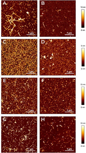 Figure 1. Characterization of amyloid aggregates by AFM. The aggregates of different amyloid proteins deposited on mica surfaces were characterised by AFM. Representative images in false colours of (A,B) Aβ1-40, (C,D) TTR S52P, (E,F), D76N B2M and (G,H) ΔN6 B2M are shown (see the lateral vertical scale of the different heights measured with respect to the mica surface). Images were obtained before (A,C,E,G) or after adding (B,D,F,H) Amyposomes. All the images are obtained according to the procedure described in Material and Methods.