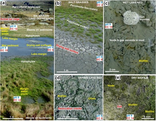 Figure 2. Geoecological features of the Sutton lake shore area. A, EC in mS/cm. B, Zonation of salt grasses at the upper limit of lake filling, with drying saline lake bed sediments in foreground. C, View through shallow lake water of gas discharge features in bottom sediments. D, Biofilm (green) around evolving desiccation cracks on drying saline lake sediments. E, Close view of dry biofilm-covered lake sediment, with evaporative salt beneath the biofilm, in gaps in biofilm, and in some voids.