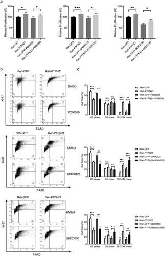 Figure 7. Inhibition of p38 partially attenuated the proliferation of EGF-stimulated Reh cells driven by PTPN21 overexpression. (a) CCK-8 staining assay data show that none of the inhibitors can abolish the proliferation-promoting effect of PTPN21 on Reh cells. (b) Ki-67/7-AAD assay results illustrate that MEK inhibitor PD90859 and JNK inhibitor SP600125 had minimal impact on the cell cycle of EGF-stimulated Reh cells while p38 inhibitor SB203580 significantly increased the proportion of Reh cells at the G1 phase with PTPN21 overexpression. (c) Quantification of the Annexin V/7-AAD results. N.S., no significant difference. *P < 0.05, **P < 0.01, ***P < 0.001.
