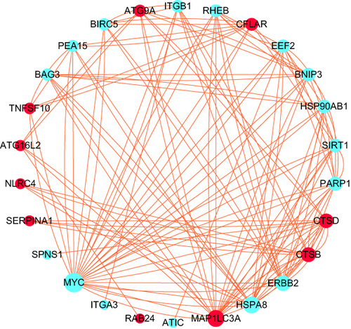 Figure 6 Protein–protein interactions (PPI) analysis the 28 DEARGs. Red and blue circles indicate upregulated and downregulated differentially expressed genes, respectively. Circle size indicates the node degree.