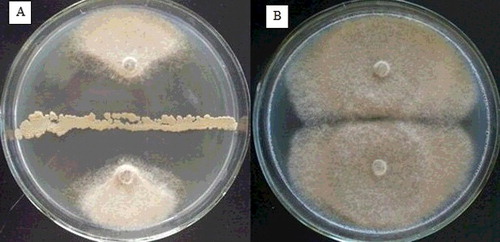 Figure 1. Antifungal activity of strain B67 against Botrytis cinerea. Strain B67 dual cultured with Botrytis cinerea (A) vs. sterile distilled water as control (B).