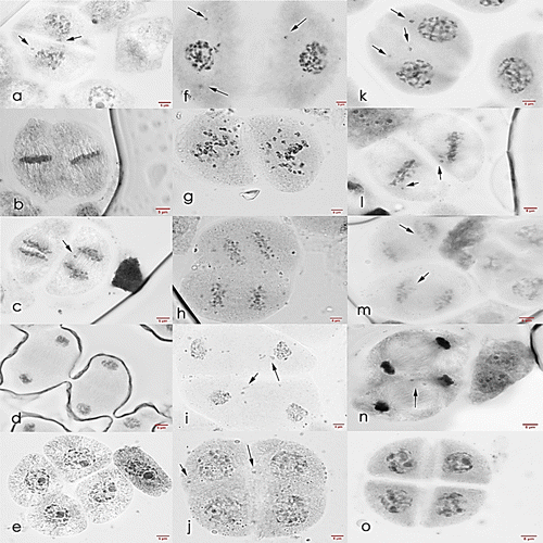 Figure 10. Meiosis II cells of Saccharum officinarum L. (OIO, 1000×): (a–e) var. VMC 84-194: (a) prophase II with laggards; (b) metaphase II; (c) anaphase II with laggards; (d) telophase II; (e) normal tetrad cells. (f–j) var. PHIL 89-43: (f) prophase II with laggards; (g) non-congression at metaphase II; (h) anaphase II; (i) telophase II with laggards; (j) tetrads with laggards and chromosomes caught at the cell plate. (k–o) var. PSR 00-34: (k) prophase II with laggards; (l) metaphase II with laggards; (m) anaphase II with laggards; (n) telophase II with laggard; (o) normal tetrad cells.