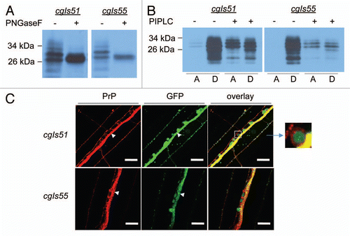 Figure 2 PrP molecules produced in C. elegans were glycosylated, GPI-anchored and presented on the plasma membranes of neurons. (A) Crude cell lysates prepared from high (cgIs51) and low (cgIs55) expressers were treated with (+) or without (−) PNGase F, which removes N-linked oligosaccharide chains from glycoproteins, followed by immunoblot analysis using the antibody 3F4. (B) Crude lysates from cgIs51 and cgIs55 were also treated with (+) or without (−) phosphatidylinositol-specific phospholipase C (PIPLC) for 2 h at 4°C, which releases GPI-anchored PrP molecules from the detergent phase, D, to the aqueous phase, A. After Triton X-114 treatment and phase partitioning, proteins were precipitated and immunoblotted with 3F4 antibody. (C) Nematodes co-expressing Pric-19::PrP and Pric-19::GFP were freeze-crack treated, incubated with the 3F4 antibody then a TRITC-labeled secondary antibody and followed by photographing under a fluorescence microscope. Left, PrP immunostaining; middle, ric-19::GFP expression; right, a merged image showing that GFP was localized in the cytoplasm whereas PrP was on the cell surface surrounding the GFP signal. Upper: high expresser line cgIs51; Lower: low expresser line cgIs55. The length of the bars in each image is 25 µm. The inset shows an enlarged motor neuron cell body on the ventral nerve cord (arrow heads).
