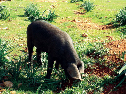 Fig. 2. Foraging/free-ranging black pigs near to the Avakas Gorge (Lemba), Cyprus.