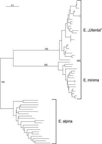 Figure 5. Neighbour joining tree based on Nei-Li distances among AFLP fingerprints of E. “Ultental” and co-occurring E. minima. The tree was rooted with E. alpina. Numbers are bootstrap values, which are given only for major branches.