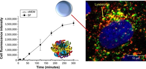 Figure 1 Presence or absence of protein corona on nanoparticles can induce a different level of uptake and intracellular location.Notes: Different biological environments (serum-free medium versus complete medium supplemented with 10% serum) not only determine nanoparticle uptake levels but also influence intracellular nanoparticle location (Lysosome). Lysosomal-associated membrane protein 1 staining of the lysosomes (secondary antibody conjugated with Alexa-647) of single cell in the serum-free medium conditions. Blue, 4′,6-diamidino-2-phenylindole-stained nuclei. Reprinted with permission from Lesniak A, Fenaroli F, Monopoli MP, Åberg C, Dawson KA, Salvati A. Effects of the presence or absence of a protein corona on silica nanoparticle uptake and impact on cells. ACS Nano. 2012;6(7):5845–5857.Citation13 Copyright © 2012 American Chemical Society.Abbreviations: SF, serum-free medium; cMEM, complete medium.