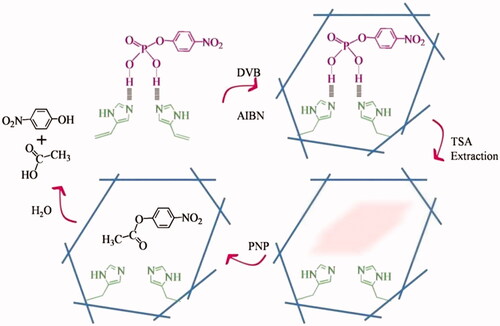 Figure 23. Imidazole-containing DVB crosslinked esterase MIP for the esterolysis of p-nitrophenyl acetate [Citation51].