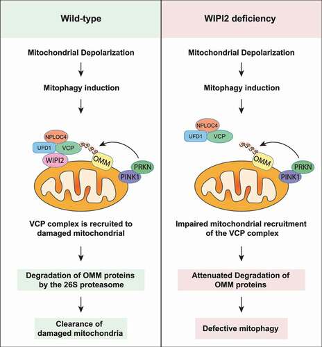 Figure 7. Schematic model for the positive regulatory role of WIPI2 in mitophagy. Upon mitochondrial depolarization, WIPI2 and the VCP complex are recruited to damaged mitochondria. VCP then extracts the OMM proteins ubiquitinated by PRKN and delivered them to the 26S proteasome for degradation. This process ultimately promotes the clearance of damaged mitochondria via mitophagy. Upon WIPI2 deficiency, mitochondrial recruitment of VCP is impaired, which impairs degradation of OMM proteins and delays mitophagy.