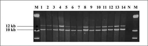 Figure 2.  Challenging PCR. PCR products were electrophoresed through a 0.6% agarose gel. The 12- and 10-kb PCR products from seven pairs of multiple displacement amplification (MDA)-amplified DNA and original genomic DNA are shown here. Lanes 1, 3, 5, 7, 9, 11, and 13 show PCR products of MDA-amplified genomic DNA. Lanes 2, 4, 6, 8, 10, 12, and 14 show PCR products of corresponding genomic DNA. N, no DNA control; M, λ DNA HindIII.