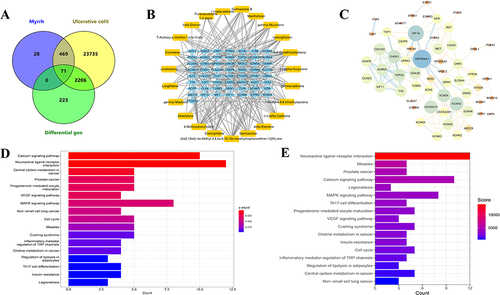 Figure 6 The results of MEO component–target network analysis and KEGG pathway enrichment analysis. (A) Intersection map of MEO targets, ulcerative colitis targets, and DEGs. (B) Component-target map of MEO. (C) PPI network map of the key targets. (D) KEGG enrichment analysis before introducing weighting coefficients. (E) KEGG enrichment analysis after introducing weighting coefficients.