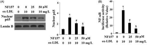 Figure 8. NF157 inhibits ox-LDL-induced activation of NF-κB. HAECs were treated with 10 mg/L ox-LDL with or without NF157 (25, 50 μM) for 24 h. (A) Nuclear level of NF-κB protein p65. Lamin B1 was used as the loading control of nuclei; (B) NF-κB promoter luciferase activity change (*, #, $, p < .01 vs. previous column group).