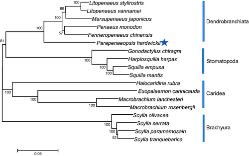 Figure 1. Phylogenetic tree for decapod relationships based on the dataset of 13 concatenated mitochondrial PCGs. Branch lengths and topologies came from the maximum-likelihood (ML) analyses. Numbers besides the nodes specify bootstrap percentages from ML. Four stomatopods served as outgroups. Sequence data for phylogenetic analyses used in the study were as follows: Scylla olivacea (NC_012569), Scylla tranquebarica (NC_012567), Scylla paramamosain (NC_012572), Scylla serrata (NC_012565), Exopalaemon carinicauda (NC_012566), Macrobrachium lanchesteri (NC_012217), Macrobrachium rosenbergii (NC_006880), Marsupenaeus japonicus (NC_007010), Fenneropenaeus chinensis (NC_009679), Litopenaeus stylirostris (NC_012060), Litopenaeus vannamei (NC_009626), Gonodactylus chiragra (NC_007442), Harpiosquilla harpax (NC_006916), Squilla empusa (NC_007444), and Squilla mantis (NC_006081), Penaeus monodon (NC_002184), Halocaridina rubra (NC_008413).