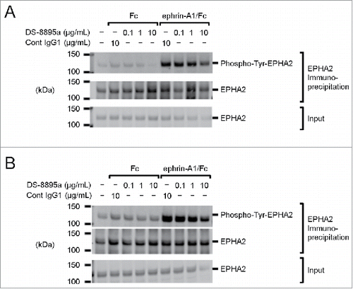 Figure 3. Tyrosine phosphorylation of EPHA2. EPHA2 phosphorylation was examined in (A) MDA-MB-231 and (B) 44As3 cells in the presence and absence of ephrin-A1/Fc and DS-8895a. Fc and cont IgG1 were used as negative controls for ephrin-A1/Fc and DS-8895a, respectively. Cont IgG1, control human IgG1; Phospho-Tyr-EPHA2, tyrosine phosphorylated EPHA2; Input, total cell lysate samples.