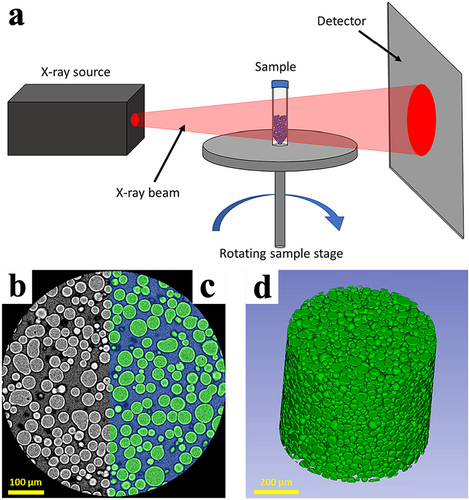 Figure 5 (a) Cartoon schematic demonstrating the principal of operation of XRM. (b) 2D slice of a reconstructed XRM image of a microsphere sample with (c) an example segmentation of the microspheres (green) from the surrounding air (blue). (d) 3D rendering of the imaged XRM volume showing all segmented microspheres. Reprinted from Journal of Controlled Release, 358, Clark AG, Wang R, Lomeo J, et al, Investigating structural attributes of drug encapsulated microspheres with quantitative X-ray imaging, 626-635, Copyright 2023, with permission from Elsevier.Citation21