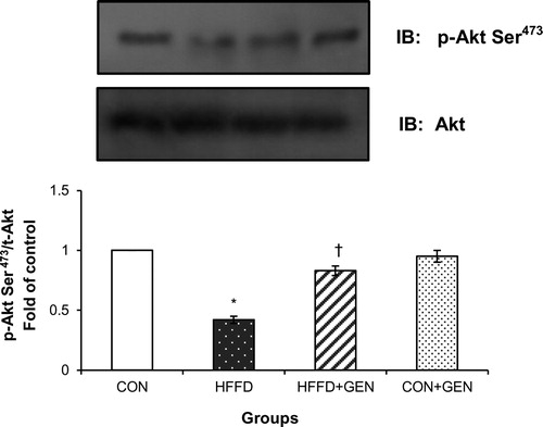 Figure 6. Effect of genistein on Akt phosphorylation in liver of experimental animals after insulin stimulation. For determining the extent of Akt activation, proteins were immunoblotted with phosphospecific anti-Ser473 Akt antibody. Blots were stripped and re-probed with anti-Akt antibody for normalization. Densitometric quantification of pAkt Ser473 to Akt is expressed as fold change with respect to control. Data are mean ± SD of six mice. IB, immunoblotting; *p < 0.05 compared to control; †p < 0.05 compared to HFFD.