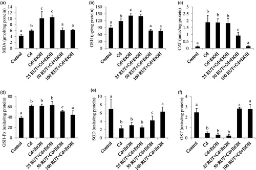 Figure 1. Effects of rutin (RUT), ethanol (EtOH) and cadmium (Cd) co-exposure on rat liver oxidative stress markers (a) malondialdehyde (MDA), (b) reduced glutathione (GSH), (c) catalase (CAT), (d) glutathione peroxidase (GSH-Px), (e) superoxide dismutase (SOD), (f) glutathione-S-transferase (GST). Data are presented as the mean ± SD (n = 5). Bars with different alphabets are significantly different (p < 0.05).