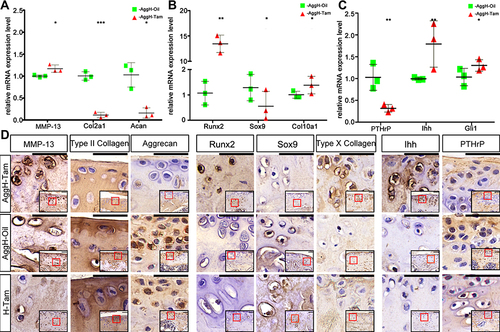 Figure 4 Histone deacetylase 4 (HDAC4) deletion induced diverse changes in osteoarthritis (OA)-related genes in mice. (A–C) HDAC4 knockout led to significant differences in the relative mRNA expression of OA-related genes between the AggH-Tam and AggH-Oil groups in 8-month-old. Data are shown as the mean ± SD. The results were normalized to 18S mRNA. *P < 0.05, **p < 0.01, ***p < 0.001. (D) Matrix metalloprotease 13 (MMP-13), type II collagen, aggrecan, Runt-related transcription factor 2 (Runx2), SRY-box transcription factor 9 (Sox9), type X collagen, Indian hedgehog (Ihh), and parathyroid hormone-related protein (PTHrP) immunochemical staining of the different groups. And the relative locations were indicated by the red frame in the bottom right corner of each picture. Scale bars: 50 μm.