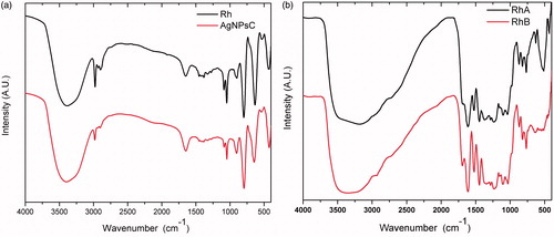 Figure 3. FT-IR spectra of AgNPsC (a) and Rh, RhA, and RhB (b).