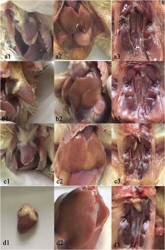Figure 6. Gross lesions in organs of SPF chickens infected with different CAstV strains: (a) strain MHW; (b) strain MHC; (c) strain WSC. (d) uninfected. a1, heart, white urate deposit on the epicardium. a2, liver, steatosis haemorrhage with pinpoint necrotic areas. a3, kidney, swollen haemorrhagic kidney with obvious white urate in the ureter. b1, heart, white urate deposited on the epicardium. b2, liver, pinpoint necrotic areas. b3, kidney, swelling and with obvious white urate in the ureter. c1, heart, white urate deposit on the epicardium. c2, liver, mild steatosis, haemorrhage and necrotic spots. c3, kidney, mild haemorrhage with obvious white urate deposits in the ureter. d1, d2 and d3, heart, liver and kidney in uninfected chicken.