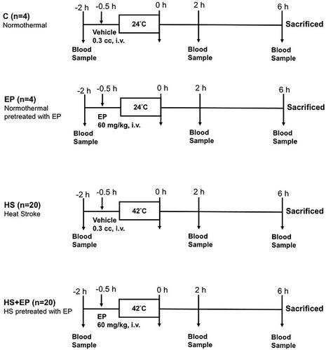 Figure 1. Experimental protocol. C: control group; Ringer’s solution 0.3 cm3, the vehicle of ethyl pyruvate, was administered intravenously, and no heat stress was given (normothermal); EP group: ethyl pyruvate (60 mg/kg, i.v.) was administered, and no heat stress was given (normothermal); HS group: Ringer’s solution 0.3 cm3 was administered 30 min before heat stress; HS + EP group: ethyl pyruvate (60 mg/kg, i.v.) was administered 30 min before heat stress. After HS induction, rats were placed at room temperature (24 °C) and monitored for 6 h.