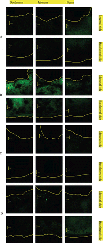 Figure 4.  CLSM microphotographs of rat intestinal tissues after oral administration of Coumarin-6 labeled liposomes (final concentration of moumarin-6 was 25 μg/mL). A, 2 h of Non-Lip; B, 2 h of TMC-Lip; C, 4 h of Non-Lip; D, 4 h of TMC-Lip.