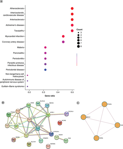 Figure 7. Disease ontology analysis and the PPI network of differentially expressed fatty acid metabolism related gene in dilated cardiomyopathy and myocardial infarction.(A) DO analysis of the 20 DE-FRGs. (B) The PPI network on 20 DE-FRGs. (C) A network of enriched terms analyzed by Metascape.DE-FRG: Differentially expressed fatty acid metabolism related gene; DO: Disease ontology. PPI network: Protein–protein Interaction network.