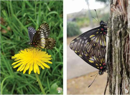 Figure 5. Catasticta flisa duna. (a) Male feeding on flowers of T. officinale (Asteraceae), a common flower in Parque la Carolina, Quito; (b) A mating pair