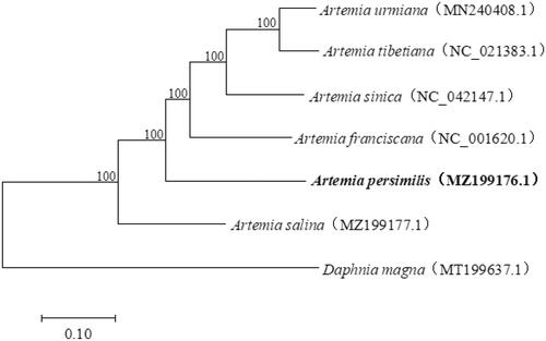 Figure 1. Phylogenetic tree showing the relationship among A. persimilis and other species from the Artemia. The numbers on each node are the bootstrap support values. Daphnia magna was selected as an outgroup.
