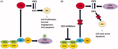 Figure 1. Schematic depiction of protein kinase CK2-mediated signaling in chronic myeloid leukemia. (A) The Bcr moiety of Bcr-Abl interacts with and activates CK2 which then phosphorylates and inactivates PTEN. Bcr-Abl stimulates PI3K activity which catalyzes the conversion of PIP2 to PIP3. PIP3 has a pivotal role in Akt activation leading to enhanced cell proliferation, survival, angiogenesis and anti-apoptosis responses. (B) Treatment with CK2 inhibitors inhibits PI3K activity and PTEN dephosphorylates PIP3 to PIP2 leading to inhibition of Akt activity. Inhibition of Akt activity results in the cell cycle arrest and induction of apoptosis. PI3K-phosphatidylinositol 3-phosphate kinase; PIP2-phosphatidylinositol 4,5-bisphosphate; PIP3-phosphatidylinositol 3,4,5-trisphosphate; PTEN- phosphatase and tensin homolog.