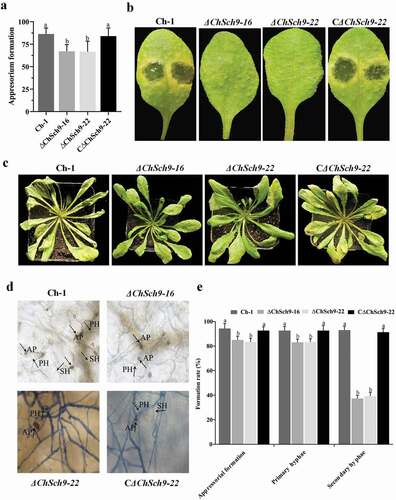 Fig. 7 (Colour online) ChSch9 is essential for plant infection by Colletotrichum higginsianum. (a) Appressorial formation of Ch-1 and mutants on hydrophobic surface. Total 10 µL of conidial suspension of each strain was dropped on to the hydrophobic surface and these were incubated at 25°C for 24 h. (b) Pathogenicity assays with attached Arabidopsis leaves. Ten microlitres of conidial suspensions of each strain were spotted on to the Arabidopsis leaves and incubated at 25°C for 4 d. (c) Pathogenicity assays with Arabidopsis plants. Conidial suspensions of each strain were sprayed on to the Arabidopsis plants and incubated at 25°C for 4 d, 3 mL of conidial suspension was sprayed on each plant. (d) At 4 dpi, inoculated leaves were fixed, stained with Trypan blue and photographed under a microscope. AP, appressoria; PH, primary hyphae; SH, secondary hyphae. (e) Percentage penetration rates of the strains on Arabidopsis leaves. Approximately 300 conidia or appressoria were observed per incubated site. Error bars represent the standard deviation. All treatments had three independent biological repeats. Different letters represent significant differences between treatments at P < 0.05
