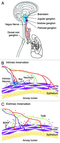 Figure 1. Schematic diagram showing extrinsic nerves and intrinsic innervation of the respiratory tract. (A) Extrinsic neurons have their cell bodies in the jugular, nodose, and petrosal ganglia within the brainstem. These extrinsic neurons extend their axons via the vagus nerve (in red and blue) and provide sensory and parasympathetic respiratory innervation respectively. In addition, sensory neurons located in the dorsal root ganglion also provide extrinsic innervation (in green) to the respiratory tract. (B) Neural crest-derived intrinsic neurons (in blue) cluster within the trachea and main bronchi. Intrinsic neurons express the Ret receptor. The survival, proliferation, and/or differentiation of intrinsic neurons within the respiratory tract is dependent on the GDNF family ligands that include GDNF and neurturin. (C) ASM in the embryonic lung expresses BDNF. BDNF serves as a target-derived neurotrophic signal for extrinsic innervation by TrkB+ extrinsic nerves. The lung is largely devoid of intrinsic neurons.