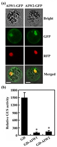 Figure 2. AIW1 and AIW2 are transcription repressors. (a) Subcellular localization of AIW1 and AIW2. Plasmids of the effector genes AIW1-GFP and AIW2-GFPS were transfected into Arabidopsis protoplasts, respectively. Plasmids of NLS-RFP were co-transfected as a nuclear marker. The transfected protoplasts were incubated in dark for 20–22 h at room temperature, then GFP and RFP fluorescence was observed under a confocal microscope. (b) Transcriptional activities of AIW1 and AIW2. Plasmids of the reporter gene LexA-Gal4:GUS and the effector genes GD, LD-VP and GD-AIW1 or GD-AIW2 were co-transfected into protoplasts. The transfected protoplasts were incubated in dark for 20–22 h at room temperature, then GUS activities were measured by using a microplate reader. Data represent the mean ± SD of three replicates. *Significantly different from the control (p < .005).