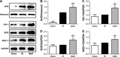 Figure 6 MaR1 improved the activation of the Nrf2 pathway in the kidney after IRI.