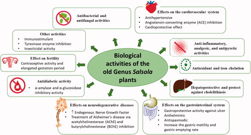 Figure 14. Reported pharmacological activities of plants belonging to the old genus Salsola.