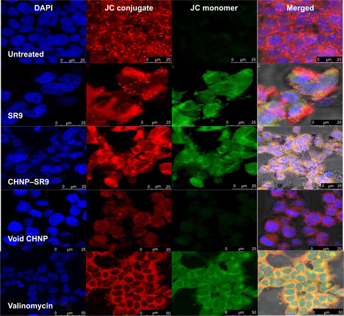 Figure S9 Confocal images showing mitochondrial depolarization in Caco-2.Notes: The void CHNP did not induce any mitochondrial depolarization. The confocal microscopic images from Caco-2 cells confirmed that both SR9 and CHNP–SR9 were highly effective in inducing the mitochondrial depolarization when compared to void CHNP.Abbreviations: CHNP, chitosan nanoparticles; DAPI, 4′,6-diamidino-2-phenylindole; SR9, cell-permeable dominant negative survivin SurR9-C84A; Caco-2, colorectal adenocarcinoma cells; JC, JC-1 dye; JC-1, mitochondrial membrane potential probe.